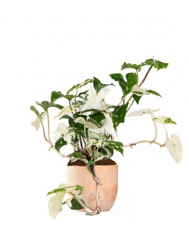 Syngonium podophyllum ‘bianco’ variegato