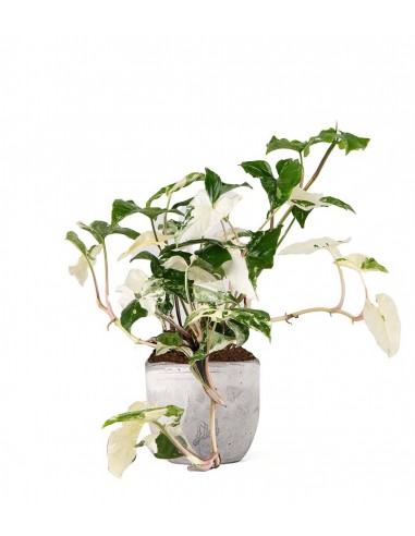 Syngonium podophyllum ‘bianco’ variegato