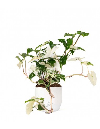 Syngonium podophyllum ‘bianco’ variegato