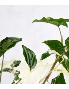 Syngonium podophyllum... 2