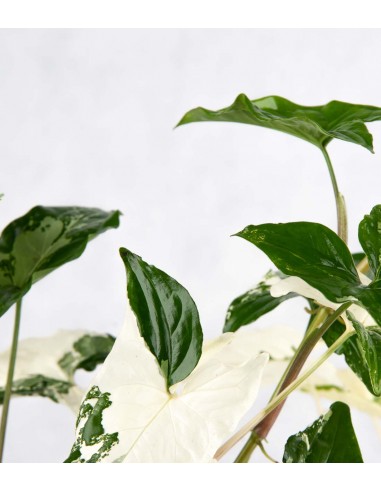 Syngonium podophyllum ‘bianco’ variegato