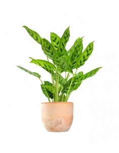 Calathea leopardiana