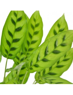 Calathea leopardina 2