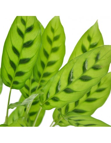Calathea leopardiana