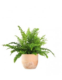 Nephrolepis Obliterata