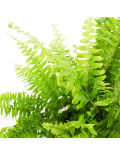 Nephrolepis Obliterata 2