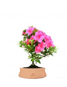 Azalea Bonsai 2