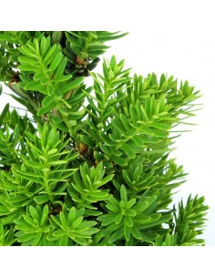 Tasso Alberello 2