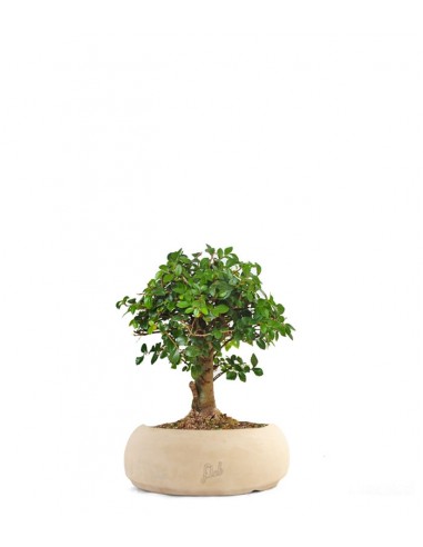 Olmo zelkova alberello  Olmo zelkova alberello