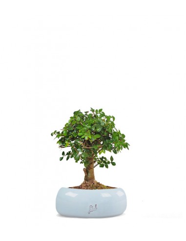 Olmo zelkova alberello  Olmo zelkova alberello