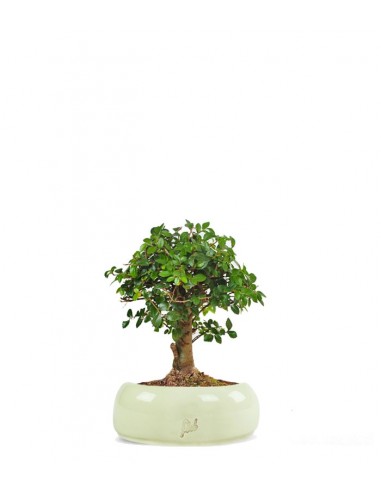 Olmo zelkova alberello  Olmo zelkova alberello