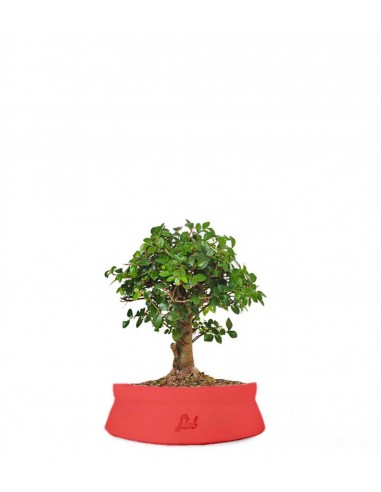 Olmo zelkova alberello  Olmo zelkova alberello
