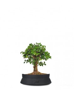 Zelkova alberello  2