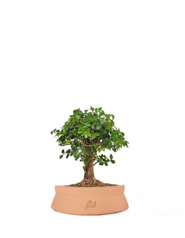 Olmo zelkova alberello  Olmo zelkova alberello