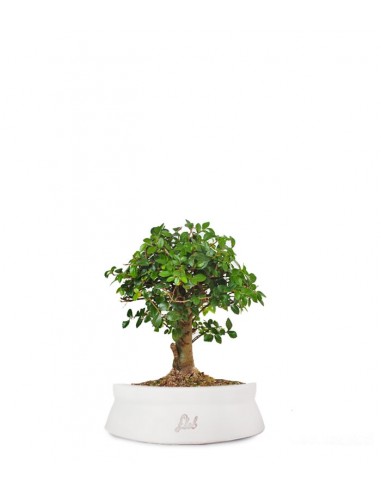 Olmo zelkova alberello  Olmo zelkova alberello