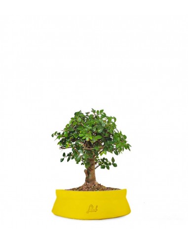 Olmo zelkova alberello  Olmo zelkova alberello