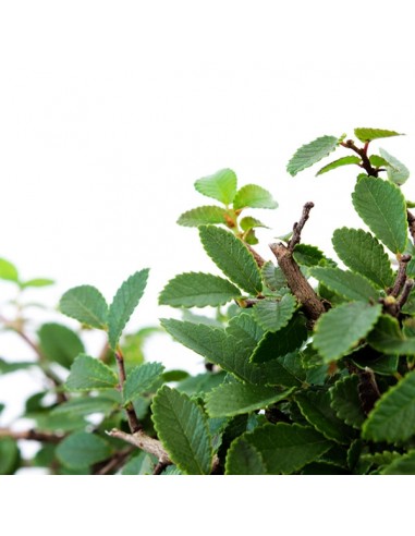 Olmo zelkova alberello  Olmo zelkova alberello