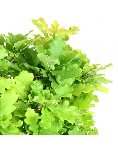 Quercia Quercia