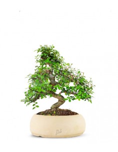 Olmo bonsai  M