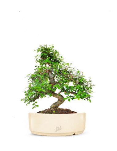 Olmo bonsai  M Olmo bonsai  M