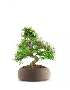Olmo bonsai  M 2