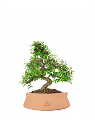 Olmo bonsai  M Olmo bonsai  M