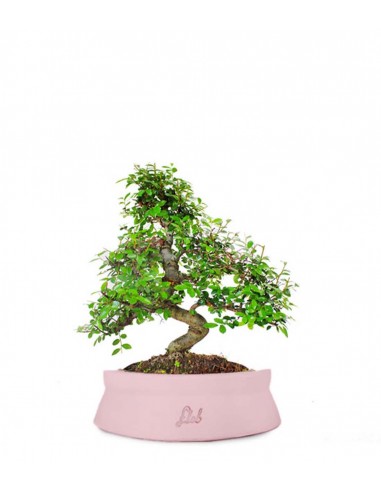 Olmo bonsai  M Olmo bonsai  M