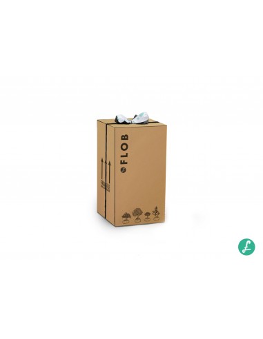 Olmo bonsai  M Olmo bonsai  M