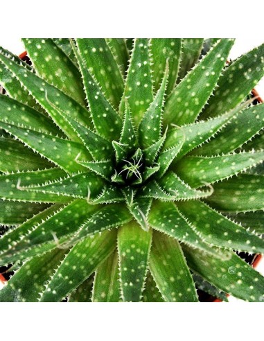 Aloe Sweet Tris