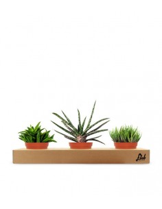 Green succulent tris