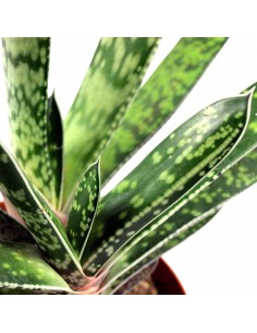 Green succulent tris 2