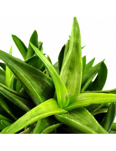 Green succulent tris