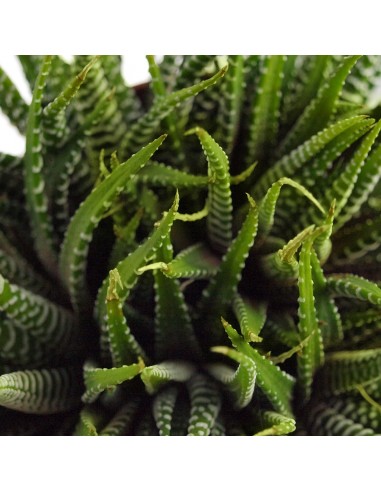 Green succulent tris