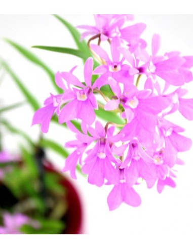 Epidendro rosa
