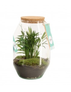 Chamadorea in terrario