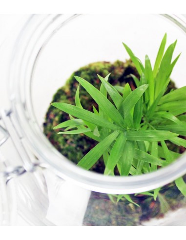 Chamadorea in mini serra