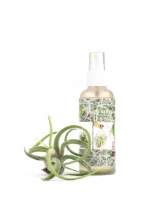 Tillandsia Spray 2