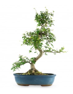 Olmo Bonsai impalcato 