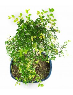 Olmo Bonsai impalcato  2