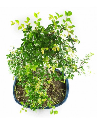 Olmo Bonsai impalcato 