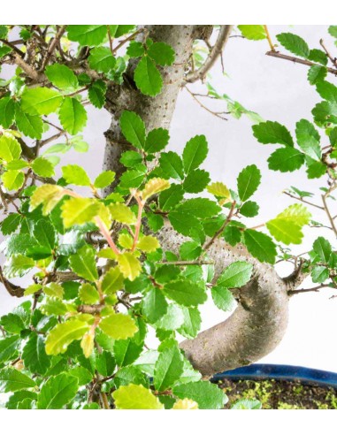 Olmo Bonsai impalcato 