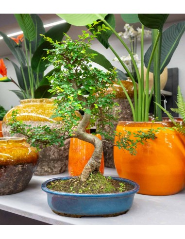 Olmo Bonsai impalcato 