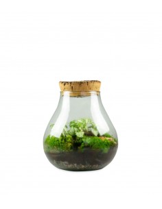 Fittonia in terrario