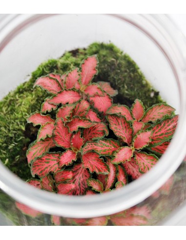 Fittonia in terrario