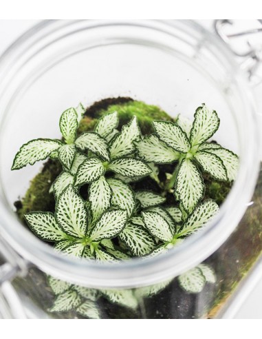 Fittonia in terrario