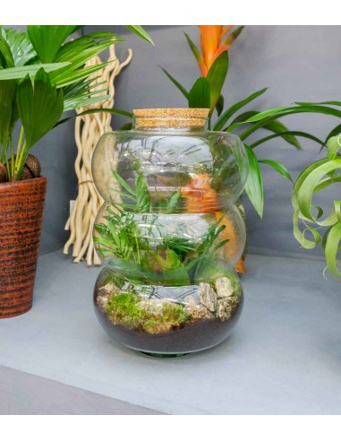 Terrario di vetro con chamaedorea