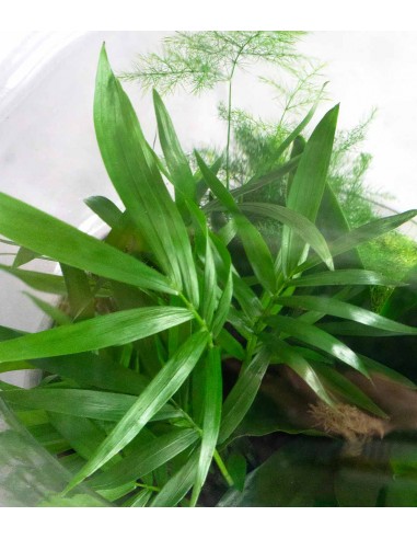 Terrario di vetro con chamaedorea
