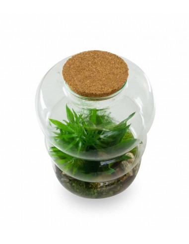 Terrario di vetro con chamaedorea