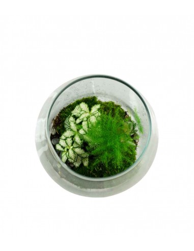 Terrarium in vetro con asparagina 