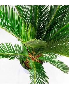Cycas pianta Ø 17 2